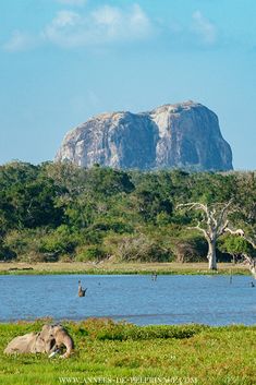 an elephant laying down in the grass near a body of water with mountains in the background