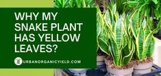 some plants that are in pots with the words why my snake plant has yellow leaves?