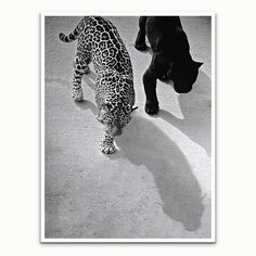 a black and white photo of a dog and a leopard