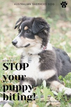 a black and white dog laying in the grass with text overlay that reads, how to stop your puppy biting