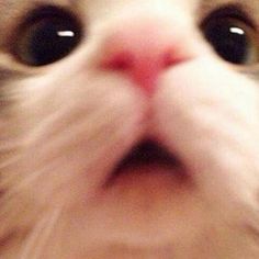 a close up photo of a cat's face with the camera pointed at it