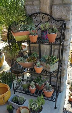 there are many potted plants on the shelf in front of the wall and behind it is an iron rack