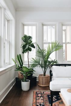 a living room filled with lots of plants next to two large potted palm trees