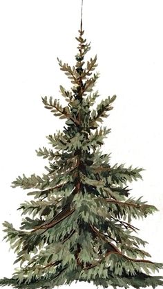 a watercolor painting of a pine tree