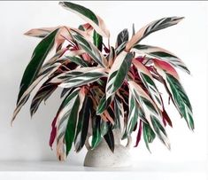 a potted plant sitting on top of a white shelf