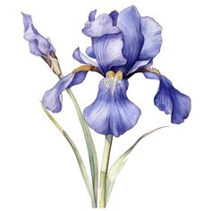 a watercolor painting of blue iris flowers on a white background, with green stems