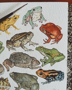 a drawing of different types of frogs on paper