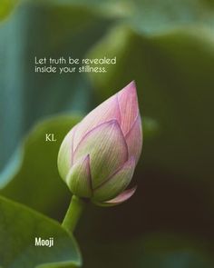 a pink lotus flower sitting on top of a green leafy plant with a quote above it