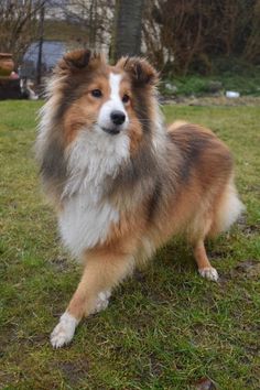 a brown and white dog standing on top of a lush green field