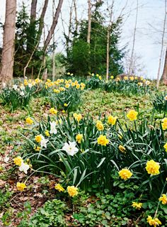 yellow and white flowers growing in the grass next to some trees on a sunny day