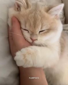 an orange and white cat sleeping on someone's hand