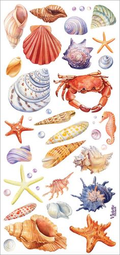 an assortment of seashells and starfish