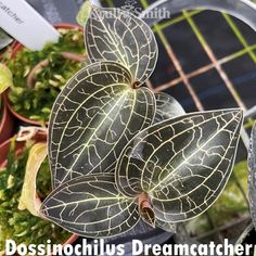 Dossinochilus Dreamcatcher Macodes Petola, Jewel Orchid, Beautiful Leaves, Merritt Island, Paper Leaves, Its Beautiful, Plant Aesthetic, Starter Plants, Terrarium Plants