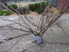 there is a small tree that has been placed in a vase on the sidewalk with no leaves