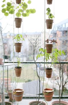 there are many potted plants hanging from the windowsill in this window sill