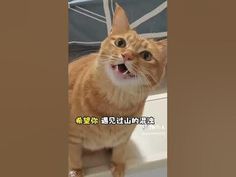 an orange cat standing on top of a bath tub with its mouth open and tongue out