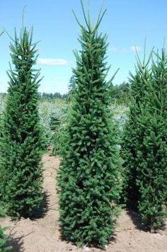 a row of evergreen trees in a field