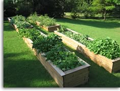 several wooden raised garden beds with plants growing in them