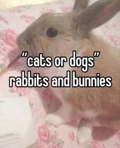 a rabbit sitting on top of a bed with the caption cats or dogs rabbits and bunnies