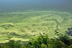 the water is very green with algae on it's bottom and bottom layers, as seen from above