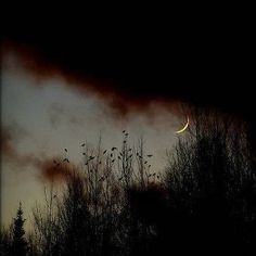 birds flying in the sky at night with trees silhouetted by dark clouds and a half moon