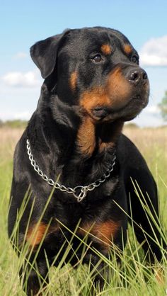 a black and brown dog laying on top of a grass covered field with the caption rotweilers