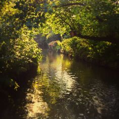 the sun shines brightly through the trees on the water