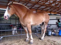 a brown horse standing inside of a stable