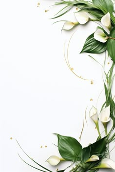 some white flowers and green leaves on a white background with space for text or image