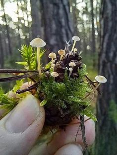 a hand holding a tiny group of mushrooms in the forest with moss growing out of it