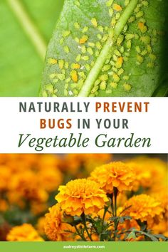 yellow flowers and green leaves with text that reads naturally prevent bugs in your vegetable garden