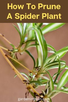 a spider plant with the words how to prune a spider plant on it's side