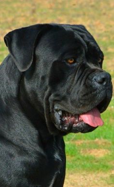 a large black dog sitting on top of a lush green field with his tongue out