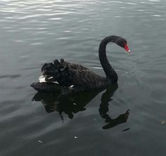 a black swan floating on top of a body of water