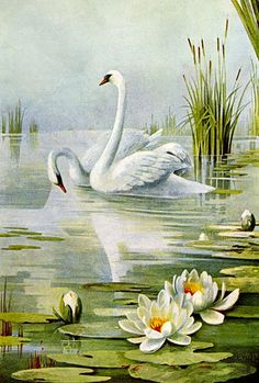 a painting of two swans swimming in the water with lily pads and reeds around them