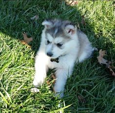 a small white and gray puppy laying in the grass with its paw on a stick