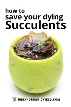 a green potted plant with the words how to save your dying succulents