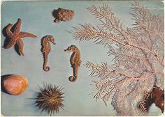 seahorses, starfish and other marine life are displayed on a blue background