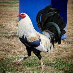 a rooster is standing in the grass near a blue trash can with it's feathers spread out