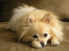 a small white dog laying on top of a couch