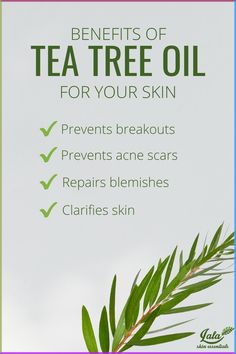 This plant-based ingredient from the leaves of tea trees is known as a skin miracle for its anti-viral and anti-fungal benefits. Tea tree oil is a fantastic remedy for acne, scars, and blemishes. It is best for oily, acne-prone skin. Tea For Acne, Remedy For Acne, Glowy Skincare, Minimalist Skincare, Teen Skincare, Natural Skin Care Ingredients, Toxic Skincare, Natural Acne Remedies, Natural Acne