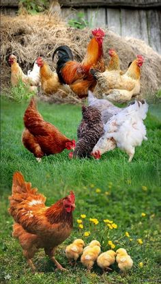 chickens and roosters are standing in the grass near some yellow dandelion flowers