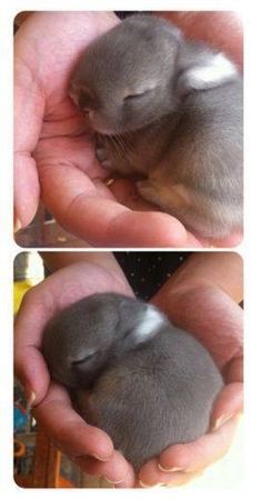 two pictures of a person holding a small gray kitten