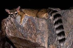 a raccoon sitting on top of a large rock in the woods at night