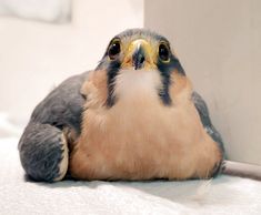 a close up of a bird laying on the ground with its head resting against a wall