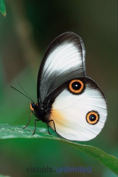 an orange and white butterfly sitting on top of a green leaf