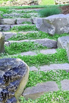 a stone path with green grass and rocks