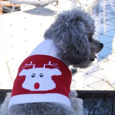 a poodle wearing a red and white sweater looking over a fence at the camera