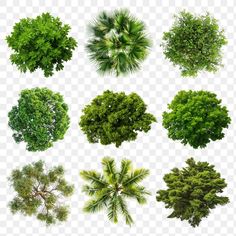 an overhead view of different trees on a white background