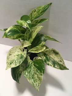 a potted plant with green and white leaves on it's side, against a white wall